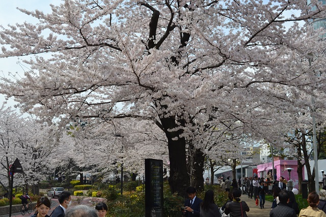 満開の桜