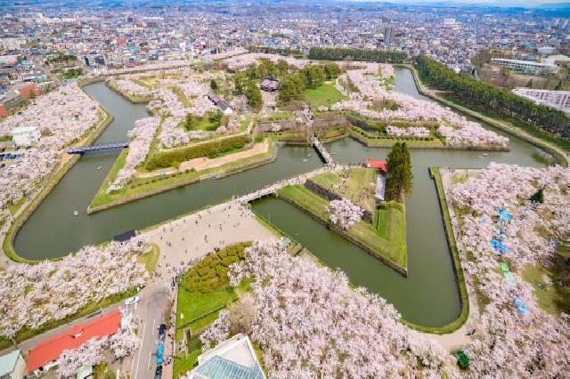 五稜郭の桜